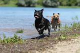 STAFFIE 202